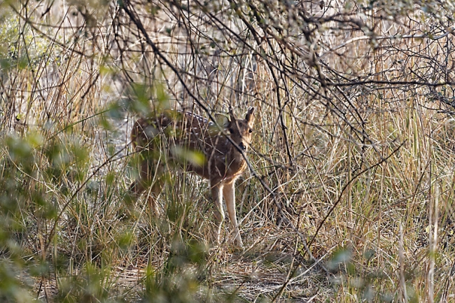 Keoladeo national park-027